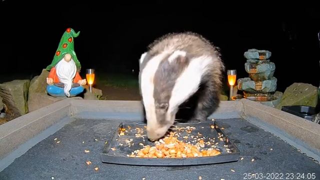 Лис пришел,но есть не стал.Пришел барсук - не отказался #Кормушка#Англия смотреть онлайн