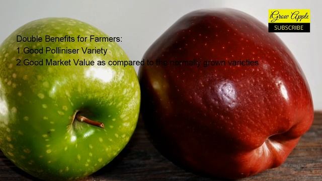 Granny Smith Apples 2020 : Benefits and Information смотреть онлайн
