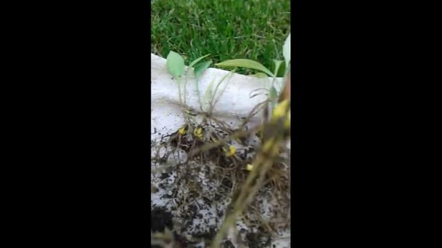 Как вырастить лилии смотреть онлайн