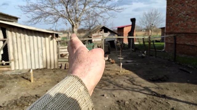 Как посадить хурму, нектарин смотреть онлайн