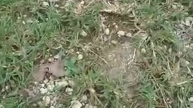 Crab bites nose / Краб кусает за нос смотреть онлайн