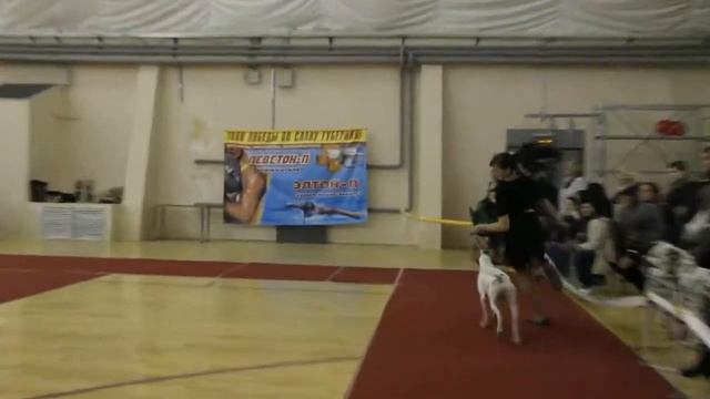 Best in show всеросскийской выставки "Осенний бал" (г.Пенза, 13.10.2013г.) смотреть онлайн
