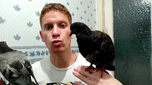 Голубь Ганс. ЧТО ВООБЩЕ ПРОИСХОДИТ? смотреть онлайн