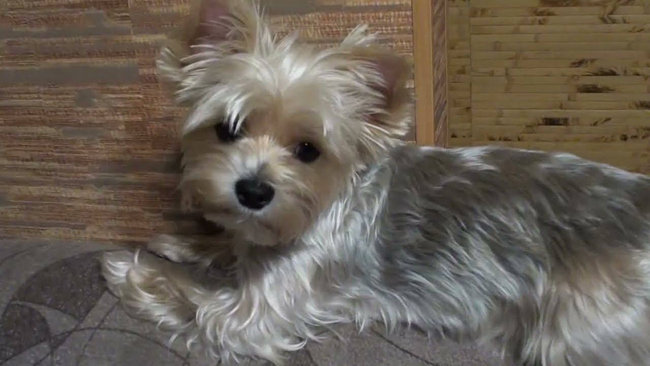 Боня в ожидании обновок из посылки. Модница наша ! смотреть онлайн