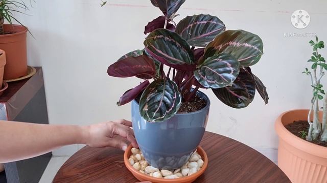 Calathea Dottie | Complete Care Tips