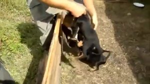 Злобные собаки чуть не разорвали мужика в клочья - очередная жесть!!!