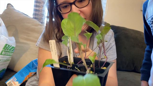 Про школу: часть 7. Бесплатная еда в Американской школе во время карантина. смотреть онлайн