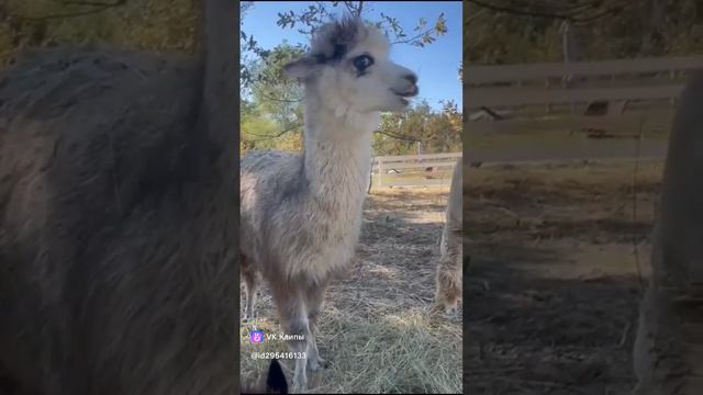 Ферма альпак. г. Горячий Ключ.