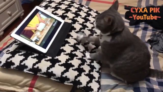Я РЖАЛ ПОЛ ЧАСА / САМОЕ СМЕШНОЕ ВИДЕО ПРО ЖИВОТНЫХ! смотреть онлайн