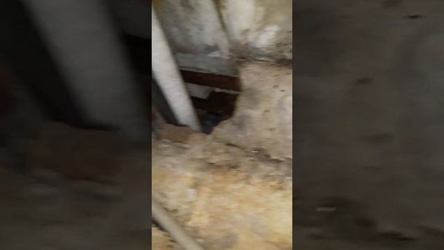 Обработка подвала от тараканов. смотреть онлайн