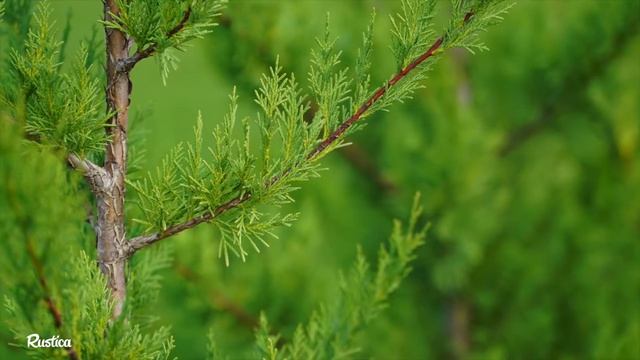 Recycler les tailles de thuyas et cyprès смотреть онлайн