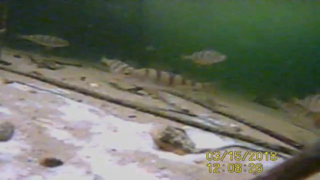 Водоглаз смотреть онлайн