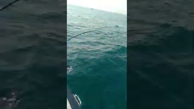 #ментай #рыбалка #рыба #море #океан смотреть онлайн