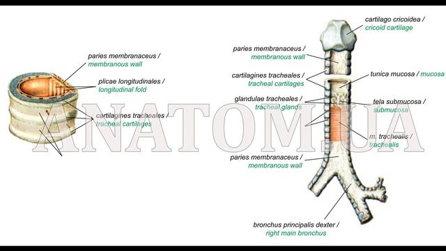 176. Трахея - AnatomUa - AUDIO смотреть онлайн