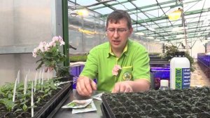 Делаем садовый Бонсай из Кедра и отвечаем на вопросы.