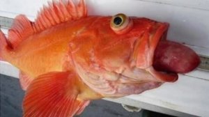 Удивительное давление ч2 Давление в океане. Как рыбы выдерживают огромное давление в океане?