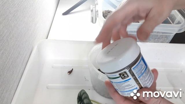 КОМНАТНЫЕ РАСТЕНИЯ(ЦВЕТЫ).НОВИНОЧКИ И ПОКУПКИ. смотреть онлайн