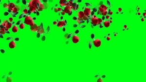 ФУТАЖИ НА ЗЕЛЕНОМ ФОНЕ -ХРОМАКЕЙ (падающие розы)
