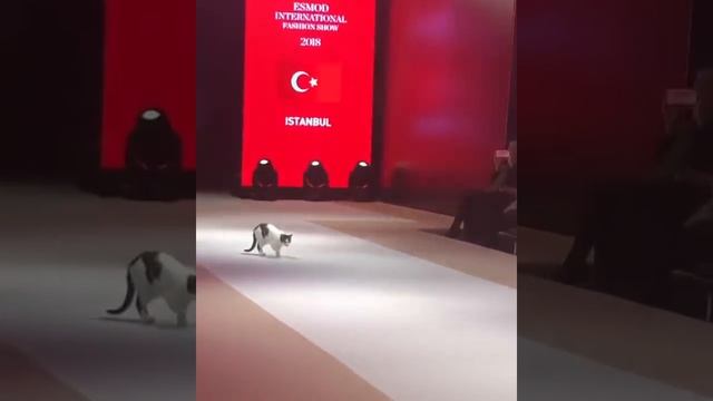 Istanbul fashion show cat смотреть онлайн