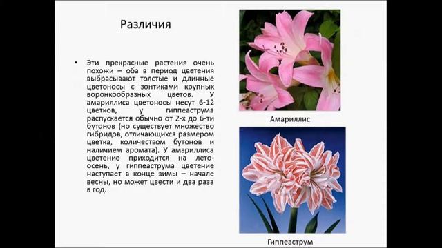 Семейство Амарилисовые