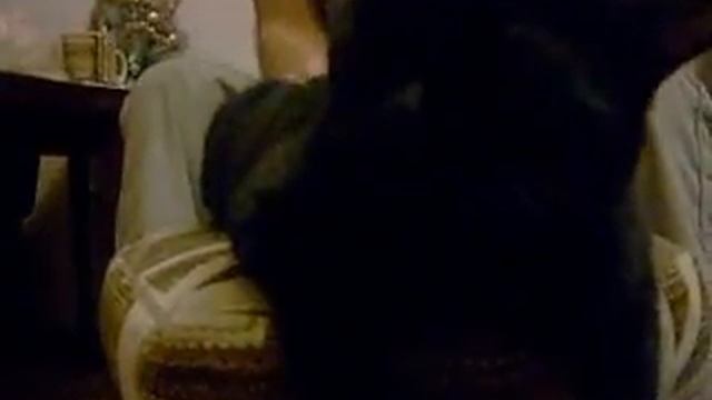 Делаем массаж котов смотреть онлайн