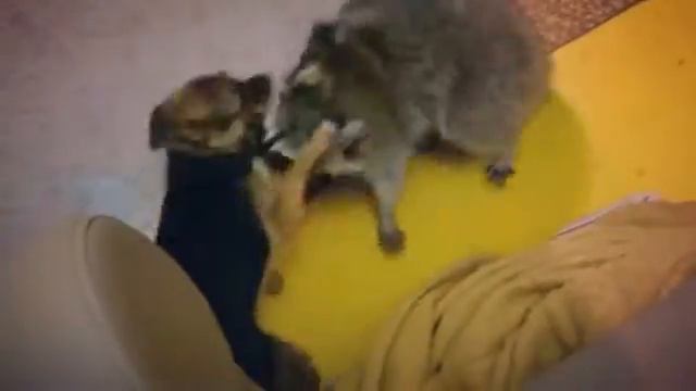 Еня и цири, енот полоскун смотреть онлайн