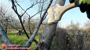 Смола на персике или абрикосе Камедетечение косточковых Что делать если на стволе появилась смола?