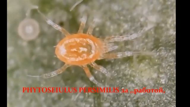 ОТРЯД КЛЕЩЕЙ. Хищный клещ ФИТОСЕЙУЛЮС ПЕРСИМИЛИС /PHYTOSEIULUS PERSIMILIS смотреть онлайн