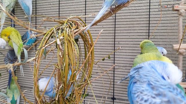 Урок для попугая "Хорошая птичка" ? Учим попугая говорить смотреть онлайн