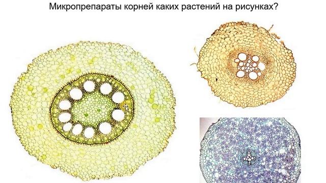 2 Вегетативные органы Корень смотреть онлайн