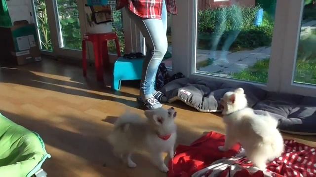 Шпицы 5,5 месяцев в щенячьей линьке смотреть онлайн