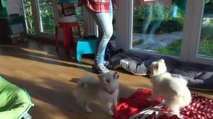 Шпицы 5,5 месяцев в щенячьей линьке