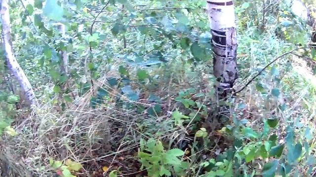 Рыбалка и грибы # Карельский перешеек смотреть онлайн