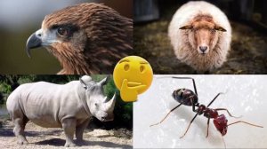 Развивающее видео для детей про животных | Угадай, где правильный ответ! | Выпуск 8