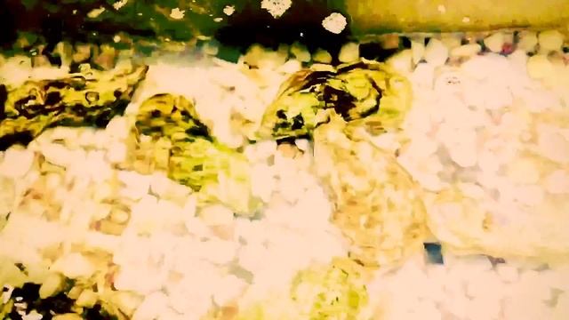 СанРемо  Семейное видео