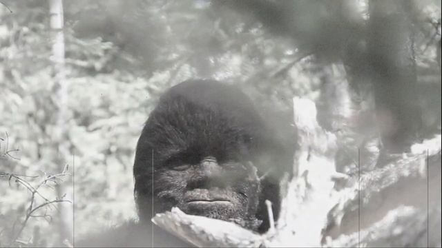 Жуткие встречи с Йети в Австралии.Существо одним движением разорвало кенгуру... смотреть онлайн