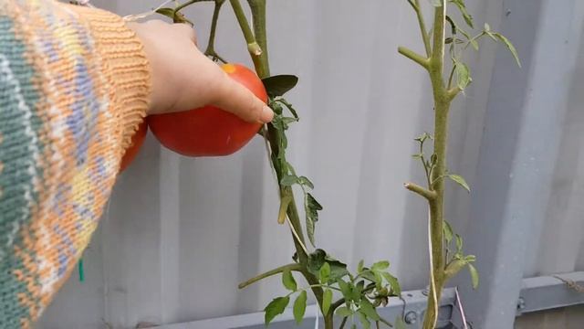 Томат Нонна М 09/2022