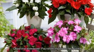 Бальзамин новогвинейский — выращивание дома и в саду