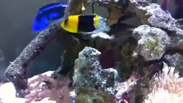 Reef tank (190 gal) смотреть онлайн