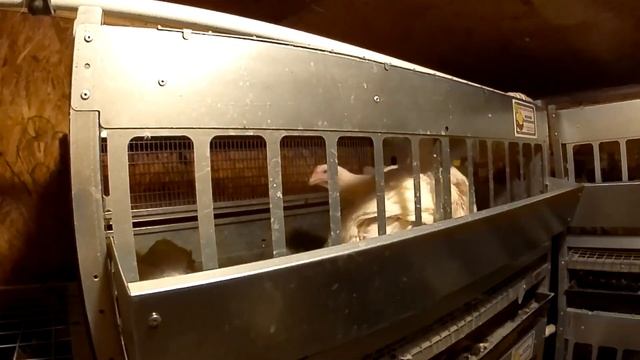 Бройлеры. Содержание напольное или в клетках? Четырёхлетний опыт