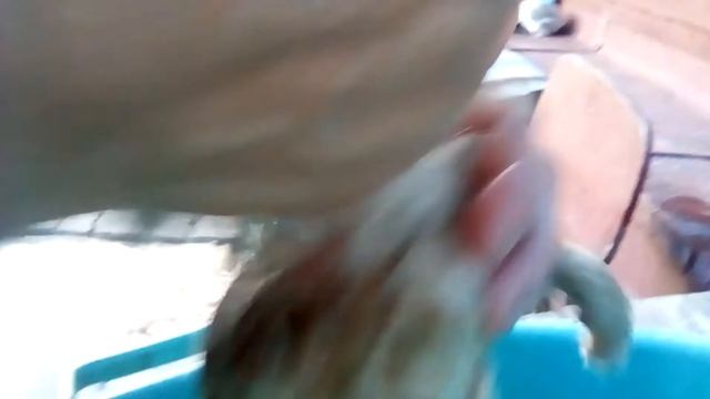 Моем котика рыжика смотреть онлайн