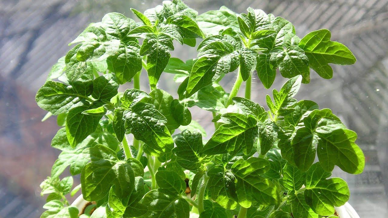 Самый надежный способ вырастить здоровую рассаду Пикировка томатов смотреть онлайн