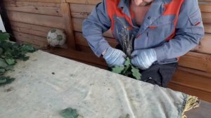 Заготовка Дубовых Веников.Полный Цикл-от А до Я.