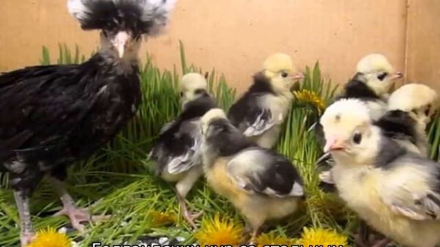 Голландские куры смотреть онлайн