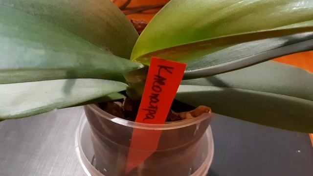 Орхидея отцвела,наши действия дальше.Принц проявил смекалку. смотреть онлайн