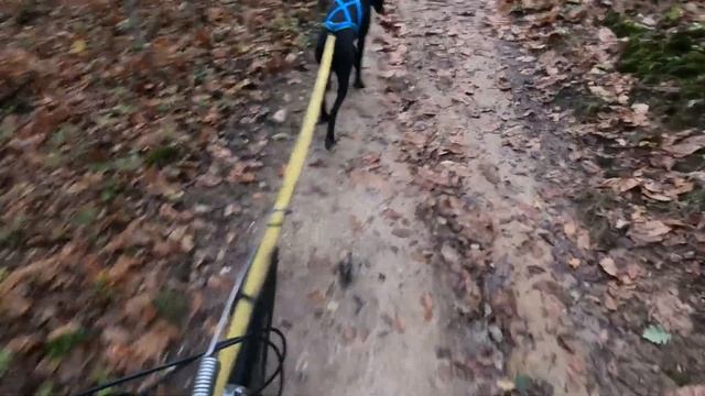 Canitrottinette en foret de Sivens: à la découverte d'un parcours de course смотреть онлайн