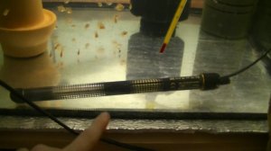 Какой терморегулятор для аквариума лучше.