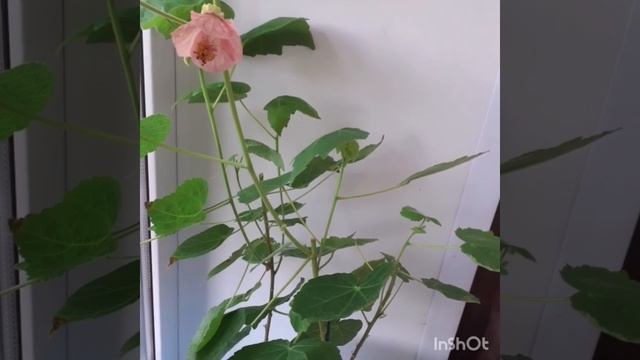#абутилон#обрезка#табернемонтана#цветение#цветочкимиксПрошло время! Что изменилось??? смотреть онлайн