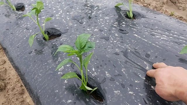 высадка ПЕРЦА в открытый грунт 2022 смотреть онлайн