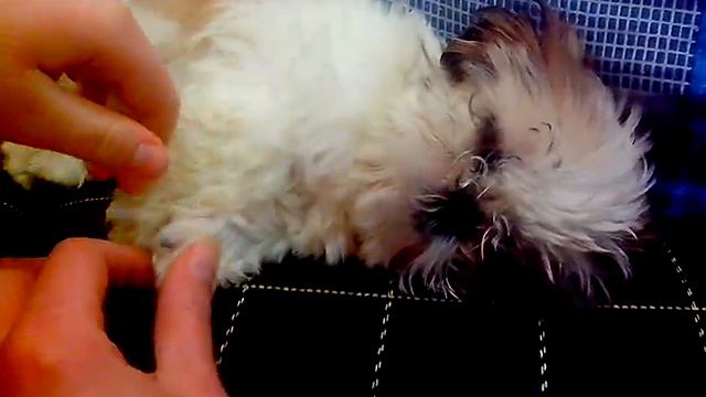 ШИ-ТЦУ ЩЕНОК спит смотреть онлайн